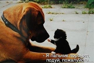 Братья наши меньшие-x_41fdd983.jpg