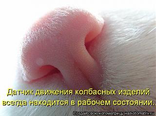 Братья наши меньшие-4irnfyelz5e.jpg