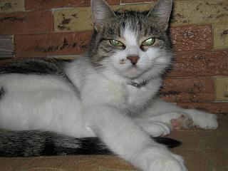 Братья наши меньшие-img_0537.jpg