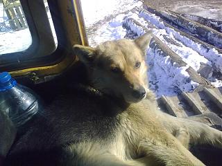 Братья наши меньшие-13042010223.jpg