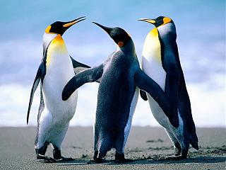 Ошибки на сайте-penguins.jpg