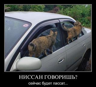 Повышатель настроения-yzi_cer1xcs.jpg