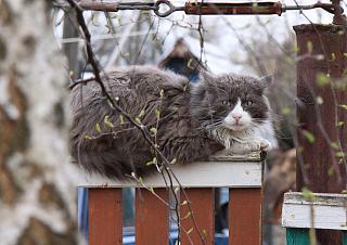 Братья наши меньшие-img_7250.jpg