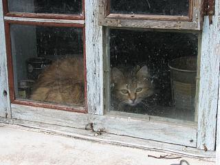 Братья наши меньшие-img_6704.jpg