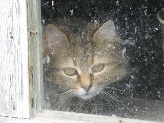 Братья наши меньшие-img_6703.jpg