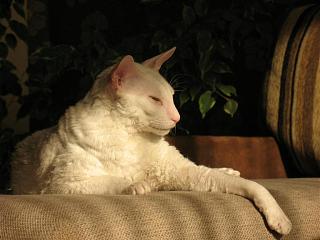 Братья наши меньшие-img_1462.jpg