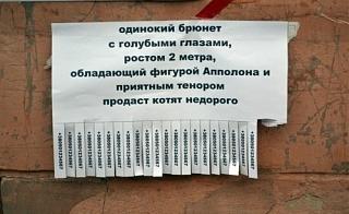 Повышатель настроения-5847455-r3l8t8d-500-brunet.jpg