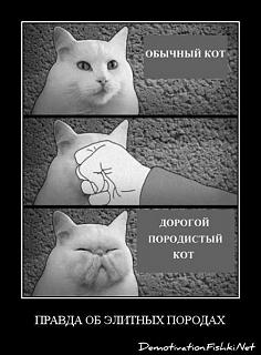 Братья наши меньшие-demotivator-0025.jpg