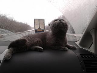 Братья наши меньшие-2013-03-18-13.12.57.jpg