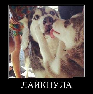 Братья наши меньшие-ibskjqrsq8.jpg