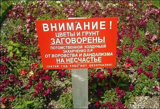 ДАЧА-k8clcrvognu.jpg