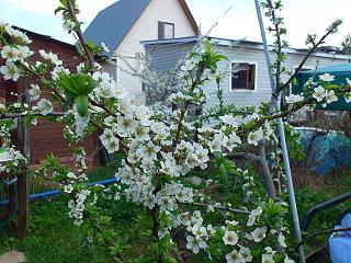 ДАЧА-dsc_1248.jpg