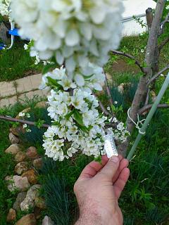 ДАЧА-dsc_1251.jpg