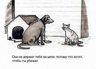 Братья наши меньшие-si4fb4zdzzy.jpg