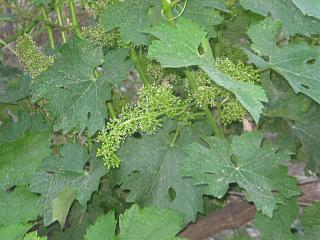 Вино-img_3383.jpg