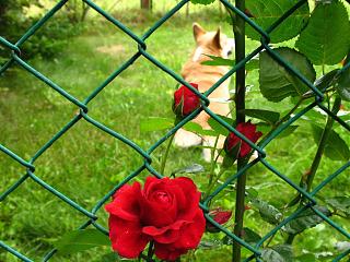 ДАЧА-img_0635.jpg