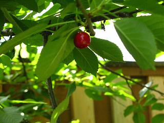 ДАЧА-img_0696.jpg