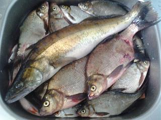 Рыбалка, новости с водоёмов.-20130818_105831.jpg