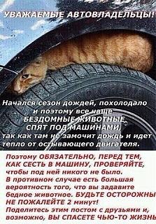 Братья наши меньшие-getimage2.jpg