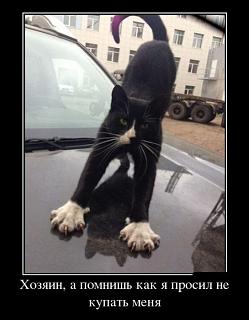 Братья наши меньшие-untitled.jpg