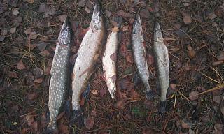 Рыбалка, новости с водоёмов.-imag0782.jpg