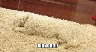 Братья наши меньшие-2.jpg
