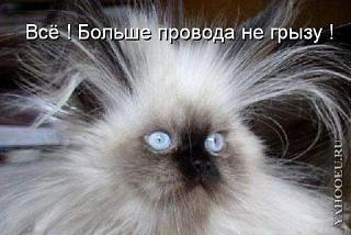Братья наши меньшие-big.jpg