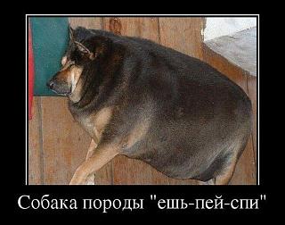Повышатель настроения-xomoxm4vyrw.jpg