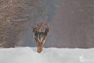 Просто интересно...-3103455-r3l8t8d-650-38.jpg