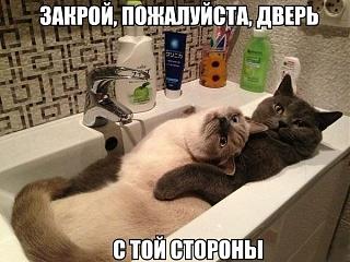 Повышатель настроения-ckowwtybp2q.jpg