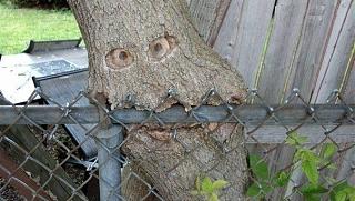 Повышатель настроения-pictures_56.jpg