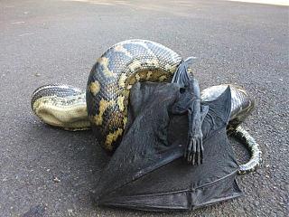 Просто интересно...-australia1.jpg