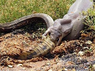 Просто интересно...-australia16.jpg