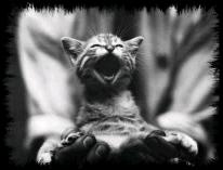 Название: chaton5.jpg
Просмотров: 108

Размер: 6.5 Кб