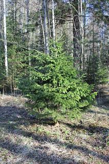вылазки по Ленинградской области, но на Кайроне-img_2010.jpg