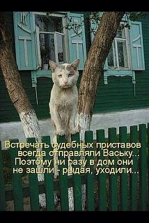 Повышатель настроения-kot.jpg