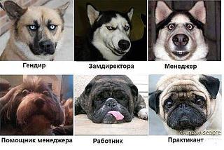 Повышатель настроения-smeshnie_kartinki_140092450031.jpg