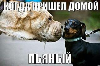 Повышатель настроения-sobaki.jpg