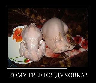 Повышатель настроения-4a0df9.jpg