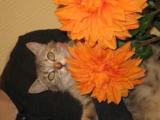 Отдадим кошку в добрые руки.-img_9881.jpg