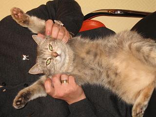 Отдадим кошку в добрые руки.-img_9876.jpg