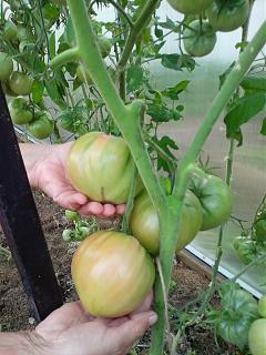 ДАЧА-img_20140821_202954.jpg
