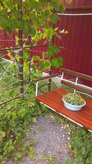 ДАЧА-imag0224.jpg
