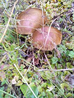 ДАЧА-img_20140913_104802.jpg