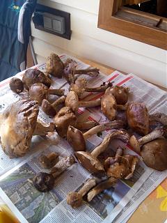 ДАЧА-img_20140913_113008.jpg