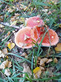 ДАЧА-img_20140920_162737.jpg