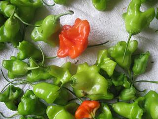 ДАЧА-img_1189.jpg