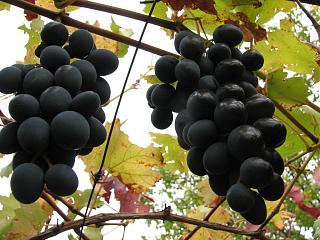 ДАЧА-img_3827.jpg