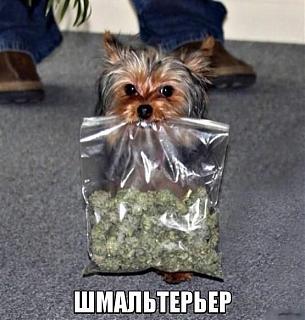 Повышатель настроения-podborkh.jpg