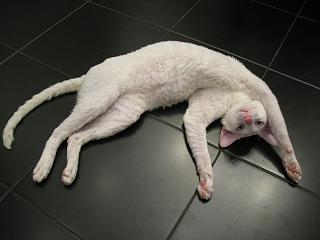 Братья наши меньшие-img_4339.jpg